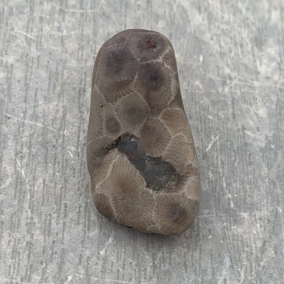 Petoskey stone - Picture 2 of 11